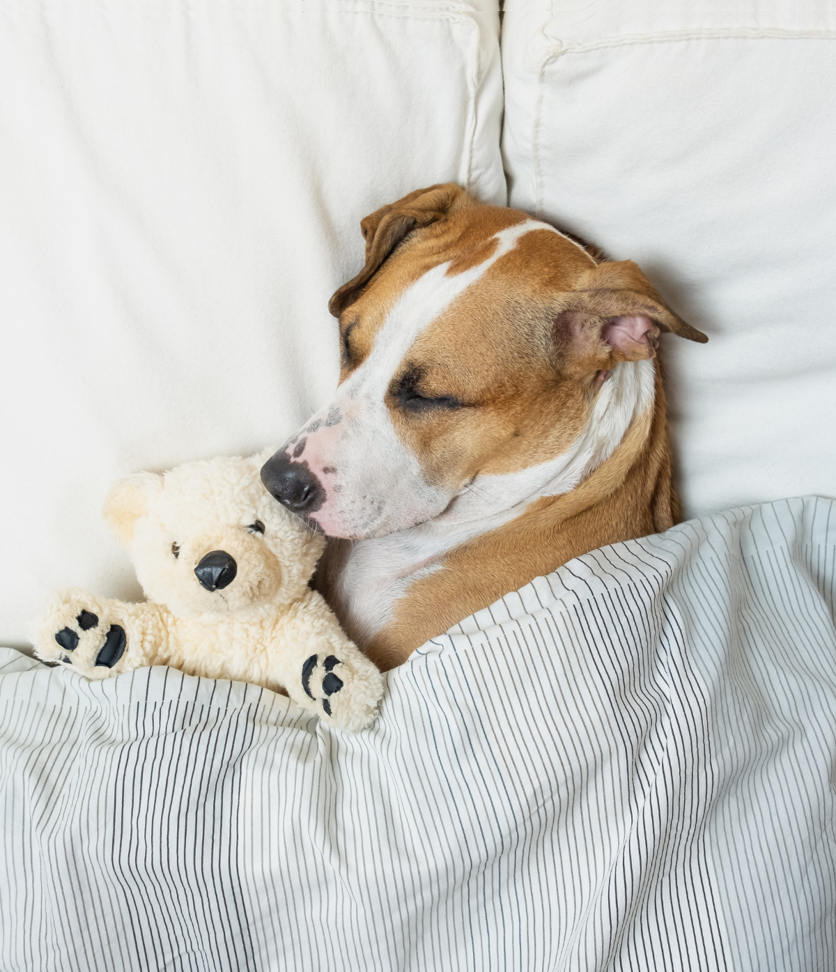 Anxiety and sleep cover